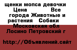 щенки мопса девочки › Цена ­ 25 000 - Все города Животные и растения » Собаки   . Московская обл.,Лосино-Петровский г.